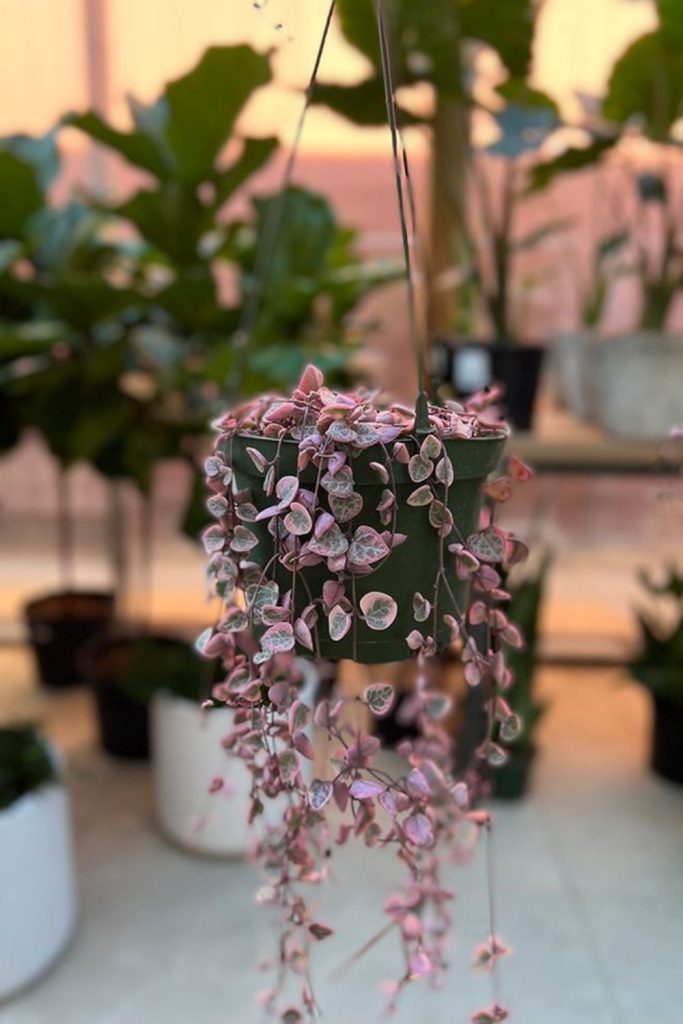 Trailing peperomia hanging in modern planter.