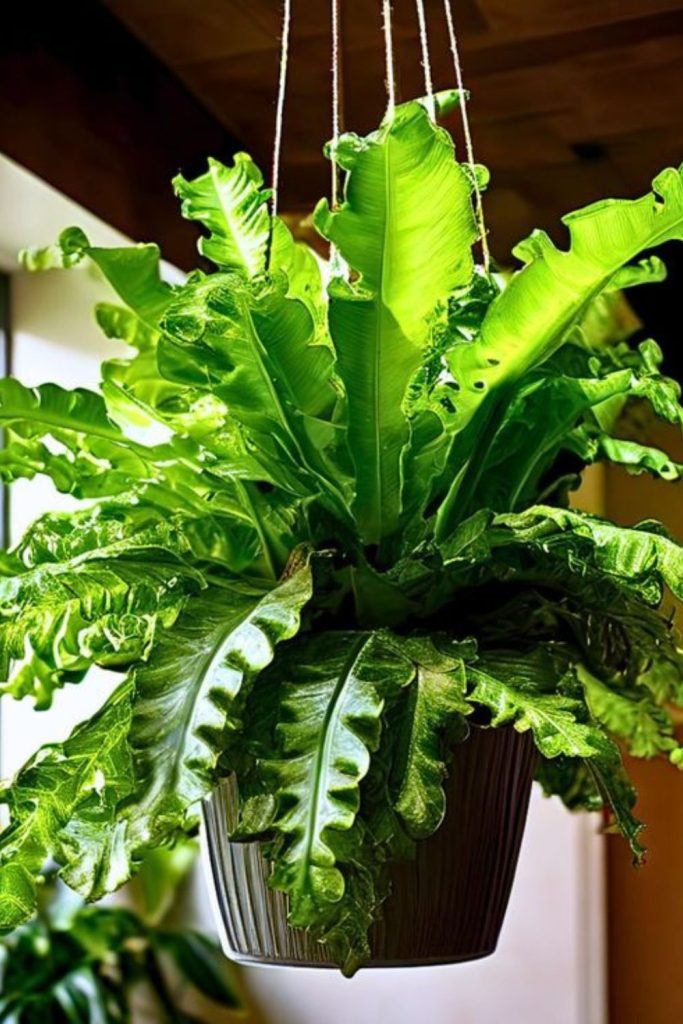 Butterfly fern displaying delicate hanging fronds.