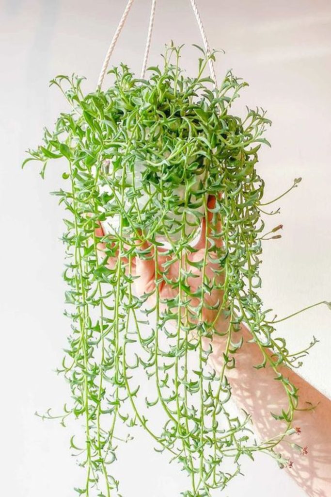 String of dolphins trailing succulent vines.