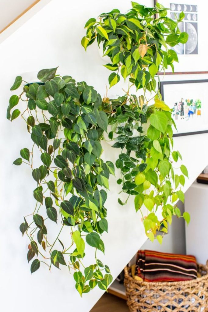 Mixed hanging plants creating jungle atmosphere.