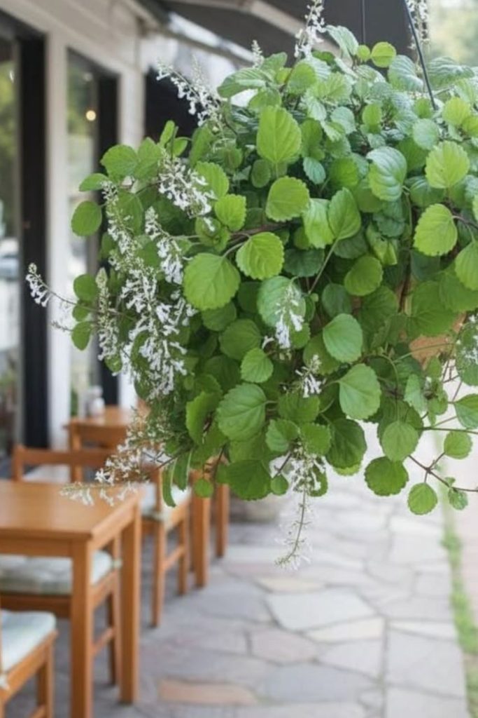 Swedish ivy cascading from indoor basket.