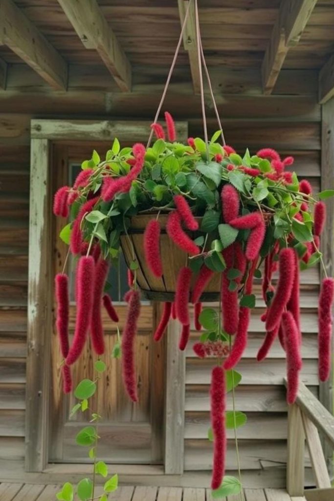 Chenille plant with hanging red tassels.