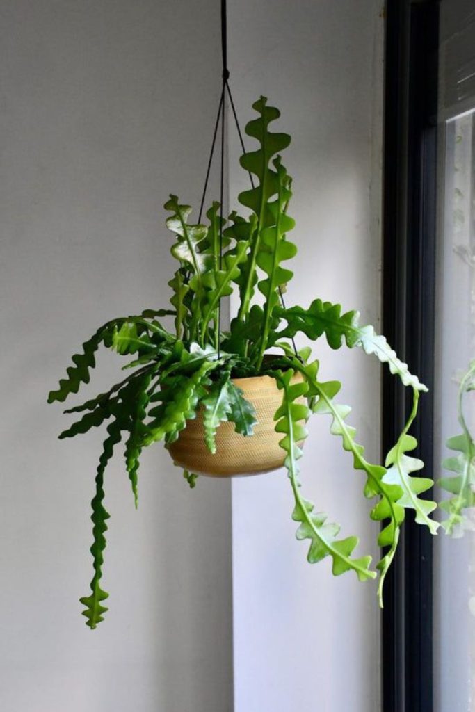 Fishbone cactus hanging with zigzag stems.