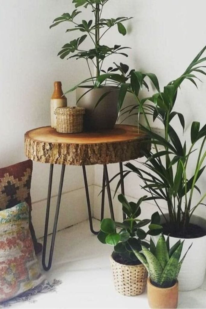 Modern wood slab hairpin plant stand