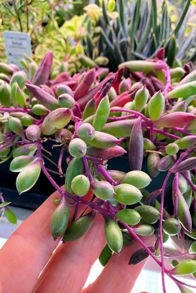Trailing jade succulent cascading from basket.