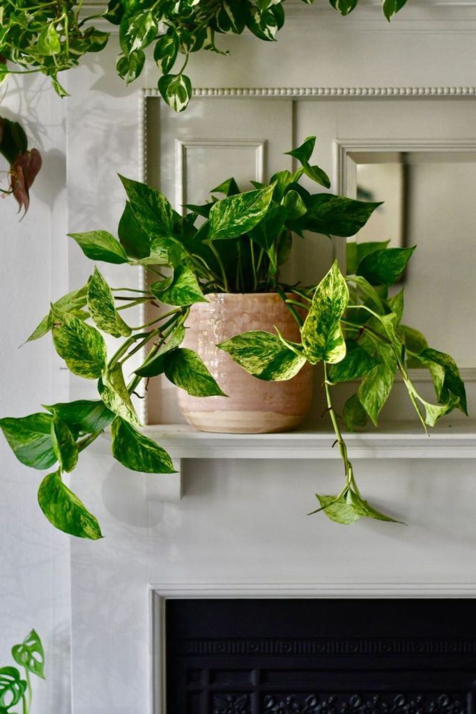 Marble Queen pothos with variegated leaves.