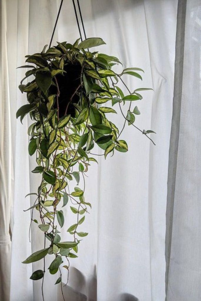Waxy hoya vines hanging gracefully indoors.