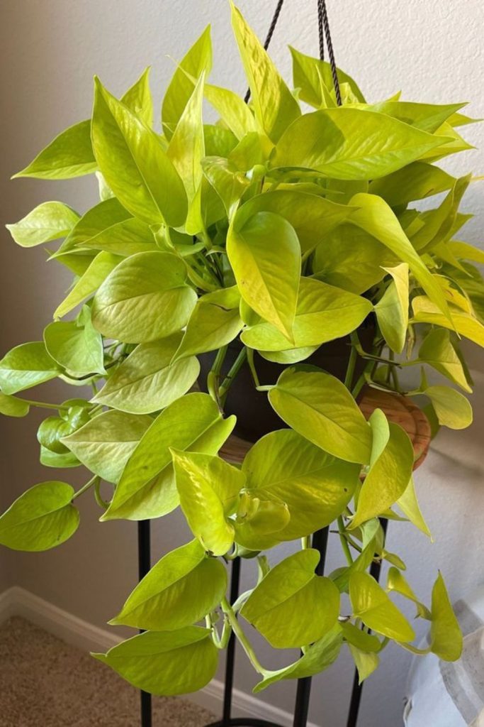 Bright neon pothos glowing indoors beautifully.