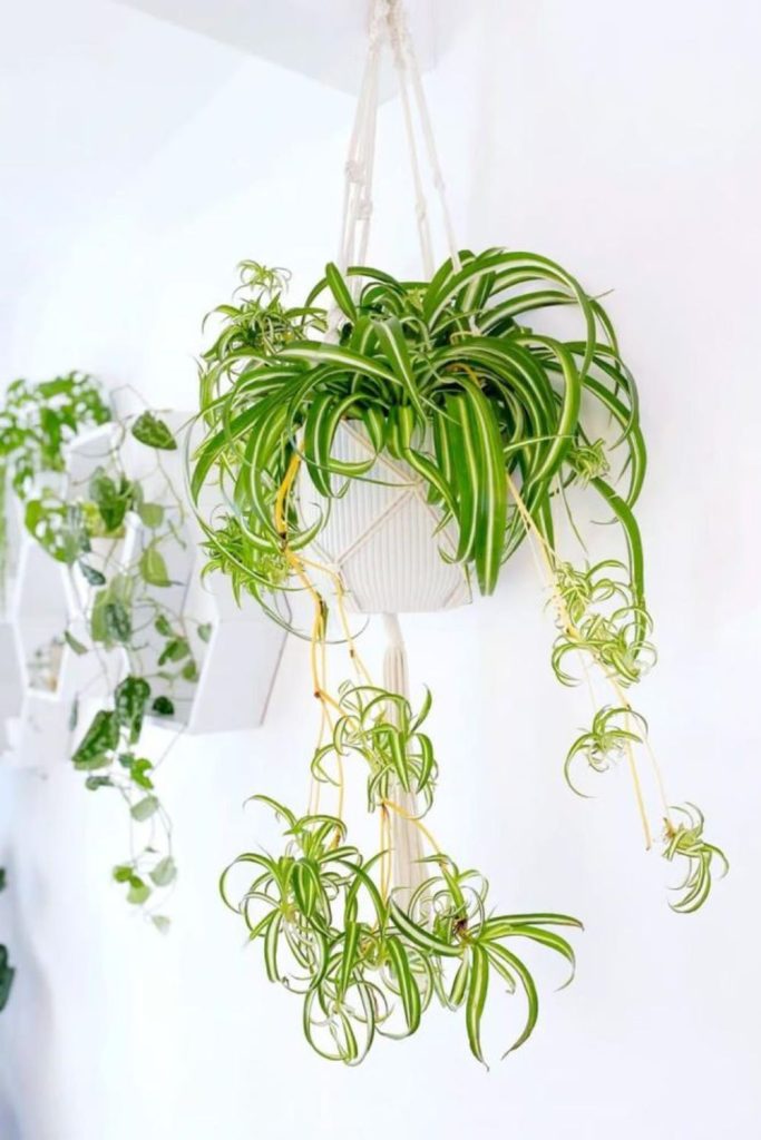 Spider plant with dangling baby plantlets.