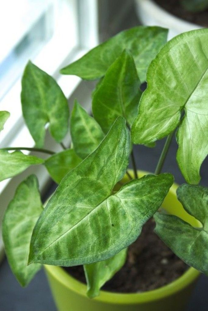 Variegated arrowhead vine trailing from planter.
