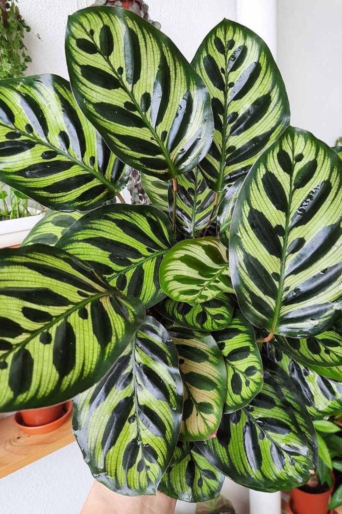 Patterned prayer plant cascading from basket.