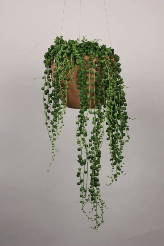 String of pearls hanging succulent strands.