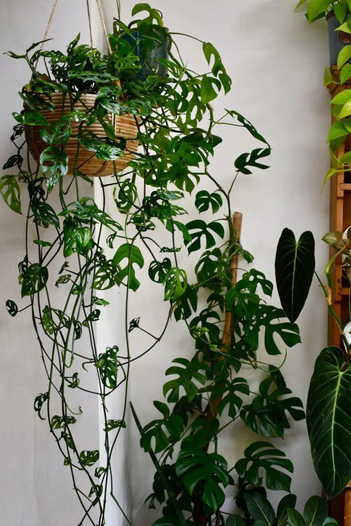 Monstera adansonii cascading perforated tropical foliage.