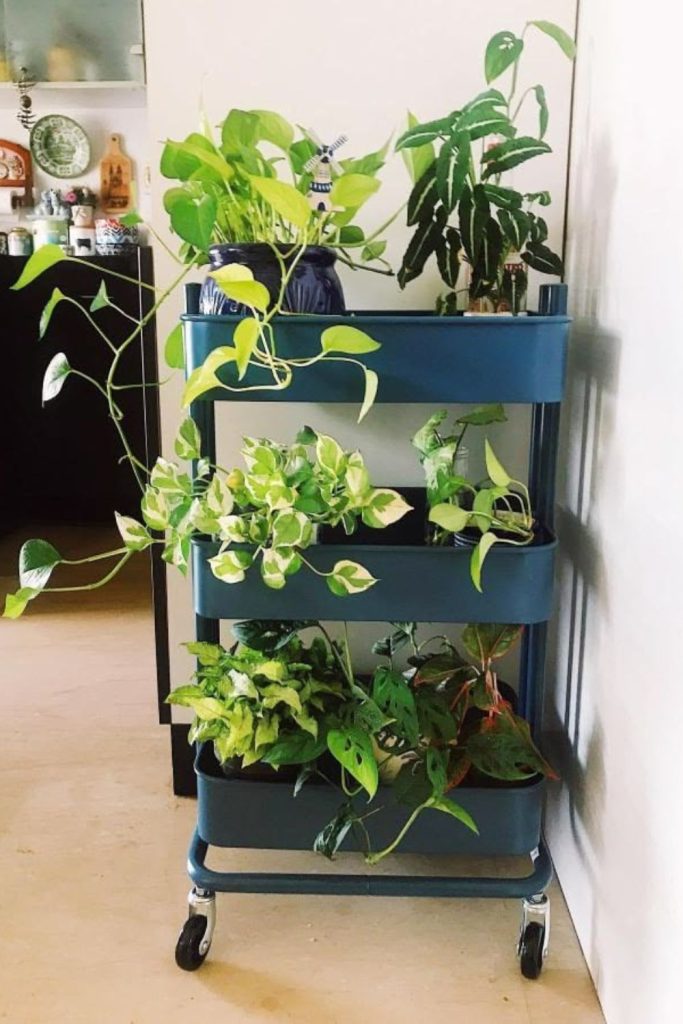 Mobile cart wheeled indoor plant station
