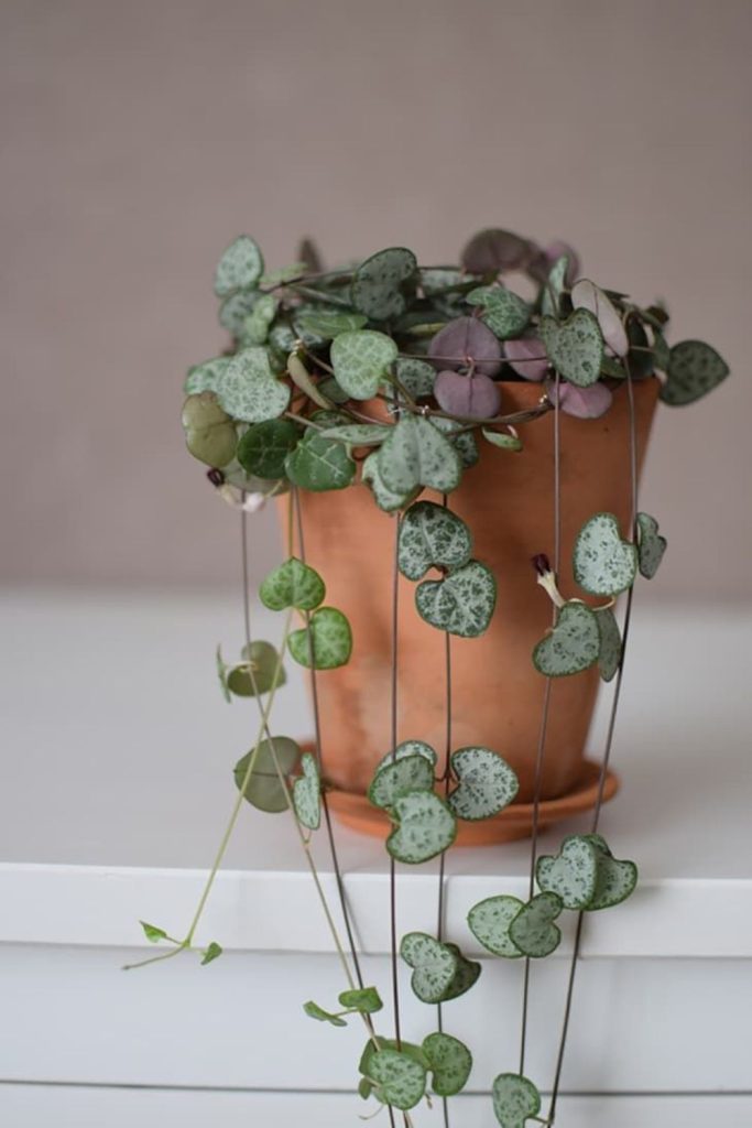 Delicate string of hearts cascading vines.