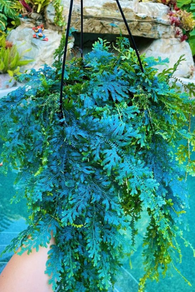 Blue star fern cascading soft fronds.