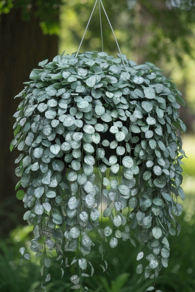 Silver Falls plant with flowing foliage.