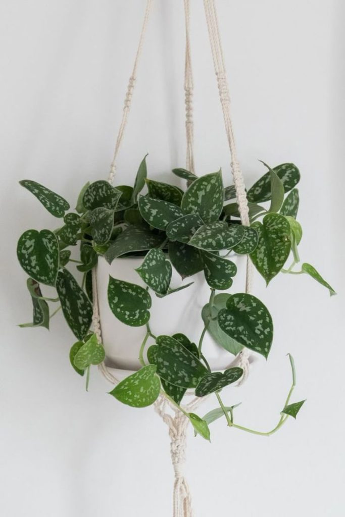 Silver-speckled satin pothos trailing elegantly indoors.
