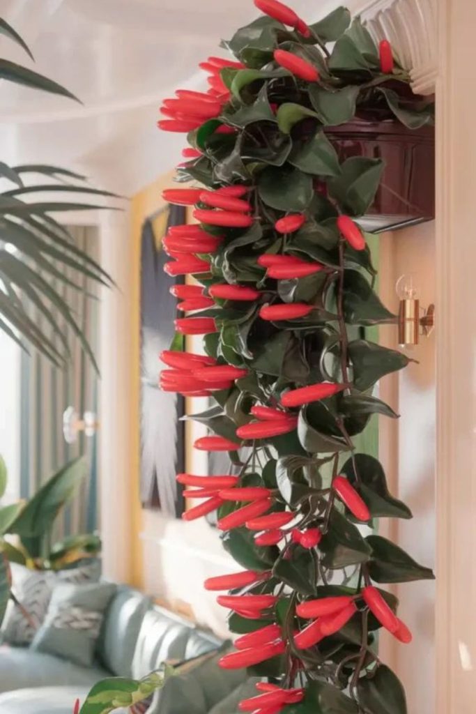Blooming lipstick plant in hanging basket.