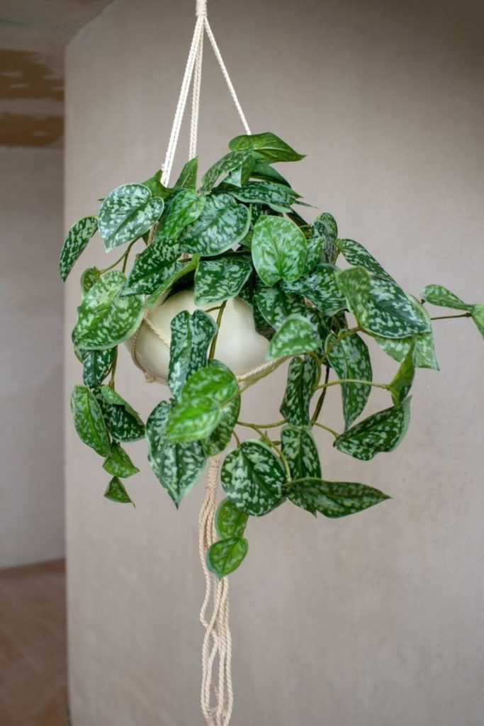 Heartleaf philodendron flowing from macramé hanger.