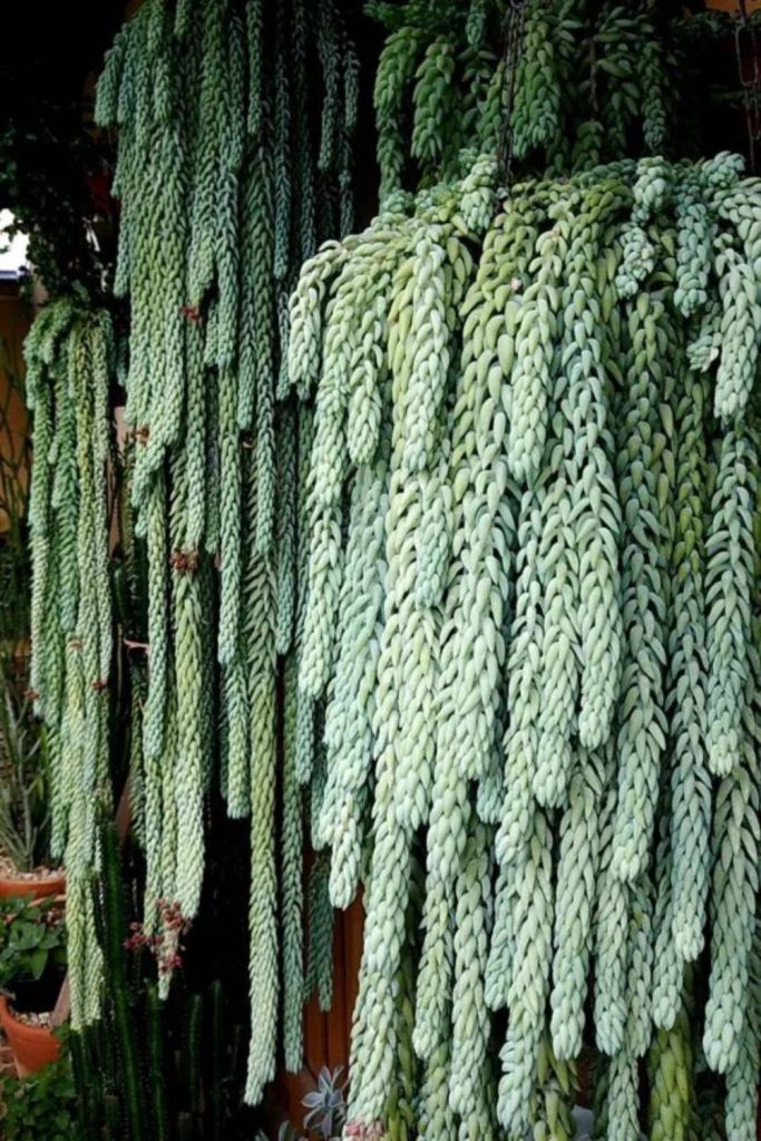 Burro’s tail succulent hanging downward beautifully.