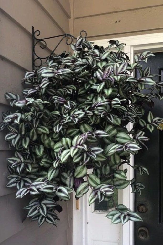 Colorful Tradescantia trailing from suspended planter.