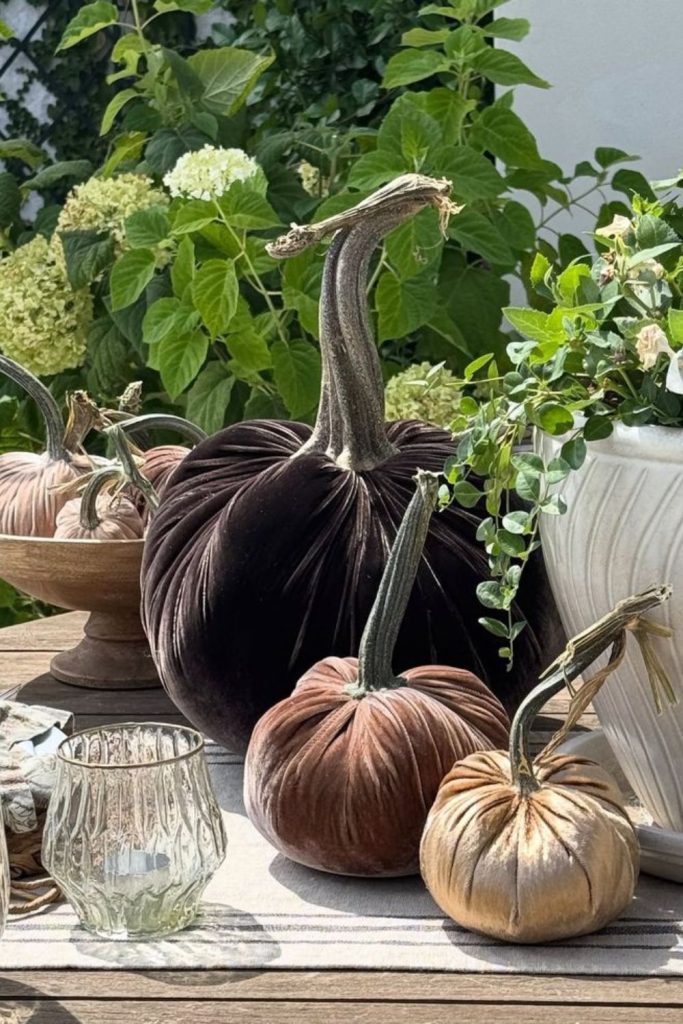 Dusty velvet pumpkins on vintage table.